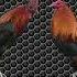 Kontra Pelong Kulay Sa Manok
