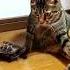 Silly Ahh Turtle Lol Funny Bruh Funnymemes Meme Memes Turtle Trending Capcut Subscribe Xd