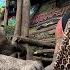 RESCUE MOUNTAIN MONKEYS AT THE HIGHEST WARUNG IN INDONESIA 3265MASL KINGOFTHEJUNGLE