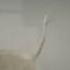 Leaf Painting Morni Painting Art The Arts Shef