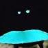Rare Footage Of New Bird Of Paradise Species Shows Odd Courtship Dance Nat Geo Wild