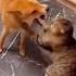 КОТ БЬЕТ СОБАКУ CAT BEATS THE DOG SHORTS