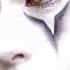 PIERROT Sad Clown Mime Makeup Halloween Makeup