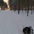 Cross Country Skiing With Jessa Chien Perro Koer Pies Hund собака Dog Koira क त त