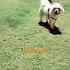 6 Juin 2025 Shooting Dog Cat Nh1r Nhar Tiktok Chien Instagram Pets Shorts Reels Reel
