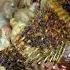 Inihawnamosi Mosi Seafood