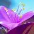 Wild Flowers Abs Cbn 2