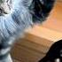 Cats VS Dogs 30 MINUTES