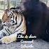Cute Tiger And Bear Shorts Cute Fyp Viral Funny Bts Animals