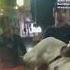 Sanni Dancer Retire Viral Trending
