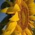 Man VS Sunflower Funnymemes Funny Viral Viralshorts Memefunny Memes Meme Edit