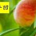 散文欣赏 我的小桃树 作者 贾平凹 Prose Appreciation My Little Peach Tree Wo De Xiao Tao Shu