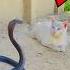 Cats Dominate Snakes