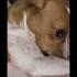 I Love You So Much Pets Doglover Dog Jackrussell Jackrussellterrier