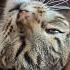 Armchair Portal Head Out Pets In Cat Shorts Purehappiness