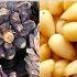 Кедровые орехи Как это сделано Pine Nuts