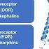 New Adversaries In The Opioid Crisis The Nitazenes