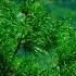 King Natural Rean Beautiful Dream Family