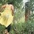 Chhod Tumko Kidhar Jaye Dance Bolleywoodsong Song Funny Love