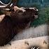 Shot Placement On Elk Tons Of In The Field Footage