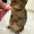 Ням ням от кото зайки ням нямочкавкуснямочка Catlover котенок Cat Cateating вкуснятина