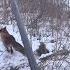 Охота на лису с норной собакой Самая жесткая лиса этого сезона Fox Hunting With A Burrowing Dog