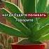 алоэ на кухне к деньгам мудрость заговор деньги приметы