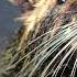 Beaver Sound Effect Beaver Calling The Natural Animal Sounds Beaver Noises Free Download HQ