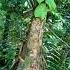 Green Is Natures Energy Shorts Trending Nature Mountains Tree Forest Foryou Video