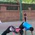 Shorts Short Rope Skipping Skipper Ropeskipping Trending Song Virls