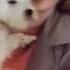 Spot Cibo Per Cani Cesar 1993