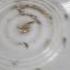 Silverfish Infestation In An Apartment Block