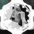 Gole Laleh Remix علیها ترکوند