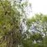 10 Secondes De Vent Doux Dans Les Pins