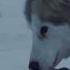 Eight Below Белый плен 2006