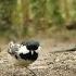 Movie For Cats Little Birds