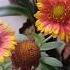 Summer Plant Shopping Ll Home Gardening Summerplantsshopping Trending Shorts Plants