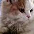 The Ultimate Showdown Whiskers Vs Wag Cat Dog Catlovers Doglove Viralreels Trending