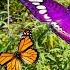 Butterfly Habitat At Springs Preserve Las Vegas