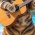 Kaoma Lambada Funny Cat Parody
