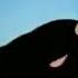 Ferdinand The Bull By Dick Richard 1938 Walt Disney