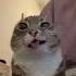 Cats Getting CHILLER Cat Cool Audio