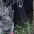 Dog Bumps Frog So It Starts Screaming