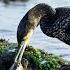 Cormorant Bird Hunting Fish In The River Bird Cormorant Birdhunting