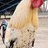 German Rooster Loudly Crowing Sound In Village Morning Rooster Chicken Ayam