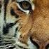 Tiger Amazing Animals