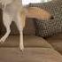 Why You Should NEVER Be Friends With A Fennec Fox Crazy Facts Fennecfox Silly Funny Shorts