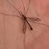 I Found A Crane Fly