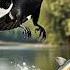 CROW AND TURTLE Viral Short Viral Story Moral Motivation Life Kids Animation Crow Turtle