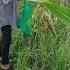 Harvest Po Tayo Ng Mais